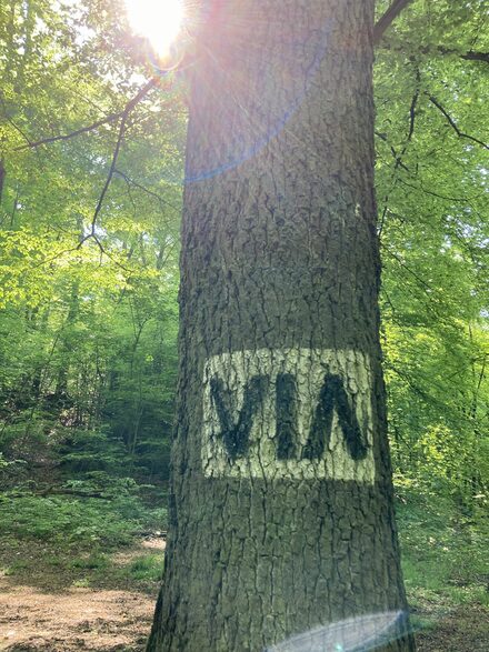 Schriftzug VIA auf einem Baum